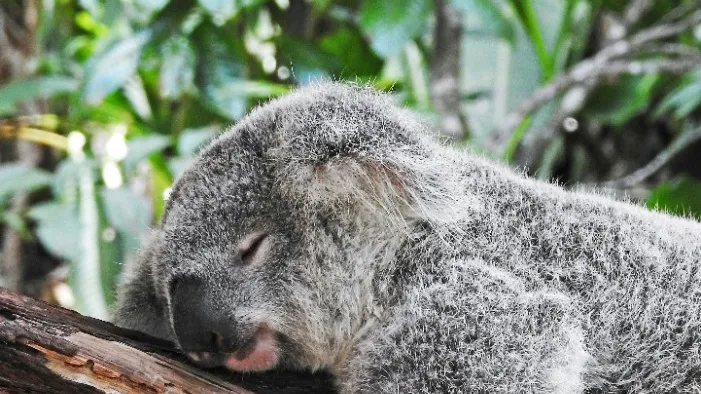 Close-up of a koala sleeping peacefully with its face resting on a tree branch amid green foliage